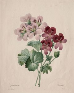 Geranium av Henry Joseph Redouté