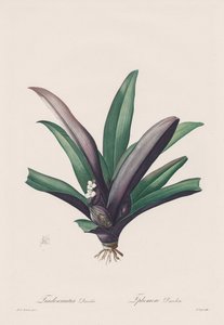 Les Liliacées: Tradescantia discolorswedish av Henry Joseph Redouté