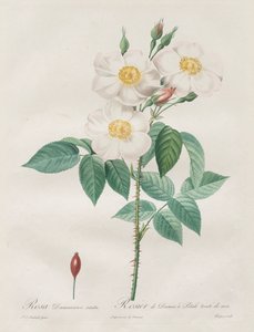 Rosorna: Rosa Damascena, subalba