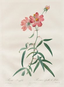 Rosorna: Rosa Longifolia