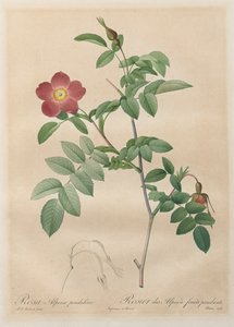 The Roses: Pendulin alpin ros