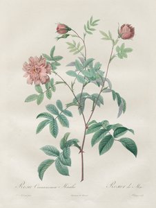 Les Roses: Kanelrosa