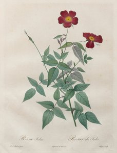Rosorna: Rosa indica av Henry Joseph Redouté