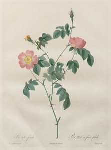 Rosorna: Rosa indica
