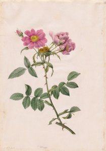 Rosa Monsonian Hill av Henry Joseph Redouté