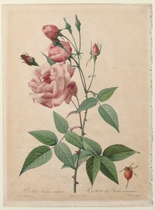 Rosorna: Kina eller Bengalrosen