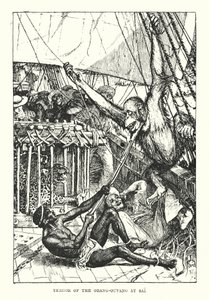 Orang-outangens skräck vid Sai (gravyr) av Henry Justice Ford