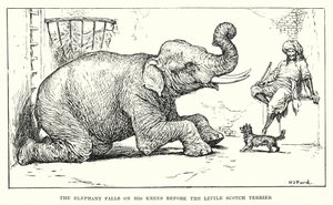 Elefanten faller på knä inför den lilla skotska terriern (gravyr) av Henry Justice Ford
