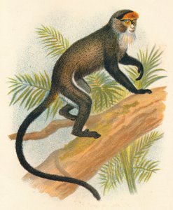 Från Brazzas Guenon, 1897