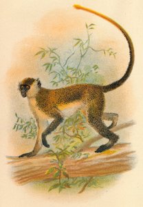 Gröna Guenon, 1897