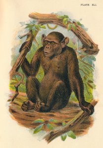 Den kala schimpansen, 1897