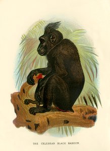 Celebean Black Babian, 1896