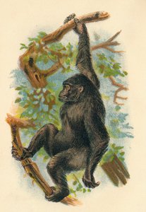 Gorillan, 1897