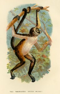 Den brokiga spindelapan, 1896