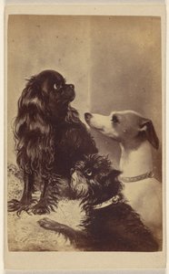 Floss, Daisy  Fairy; hundar av Barroness [sic] McClifford. Målad av Mrs Pointer. av Henry Pointer