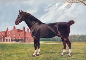 Hackneyhingst Danegelt, c1905 c1910 av Henry Powell Palfrey