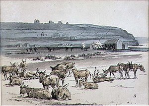 Åsnor på golfbanan, illustration från "Graphic" magazine, pub. c.1870 (lito)