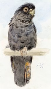 En svart kakadua, ca 1890 av Henry Stacey Marks
