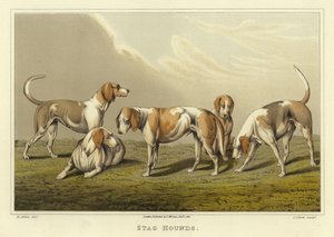 Stag Hounds (chromolitho) av Henry Thomas Alken