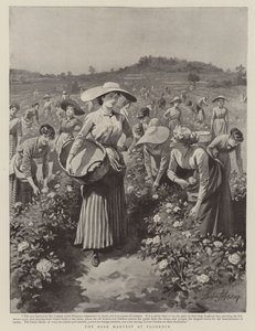 Rosenskörden i Florens
