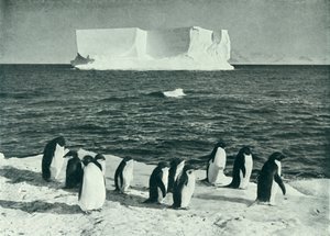 A Berg Drifting in McMurdo Sound, c19101913, 1913. av Herbert Ponting