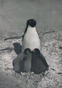En stolt mamma, c1911, 1913 av Herbert Ponting