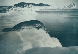 A Weddell Seal About To Dive, c1911, 1913 av Herbert Ponting