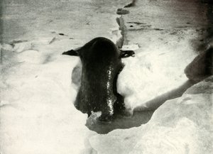 A Weddell Seal Getting On To The Ice, november 1911, 1913 av Herbert Ponting