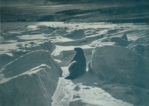 A Weddell Seal On The Beach, c1911, 1913 av Herbert Ponting