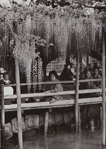 En Wistaria berså vid Kameido (s/v foto) av Herbert Ponting