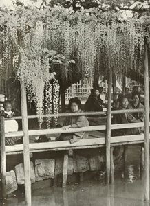 A Wisteria Arbor vid Kameido, 1910. av Herbert Ponting
