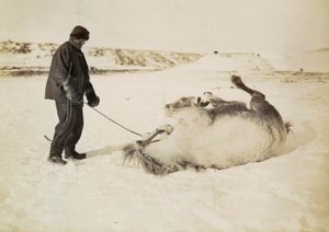 En man och hans häst i snön av Herbert Ponting