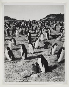 Adelie Penguins på Cape Royds (bromidtryck) av Herbert Ponting
