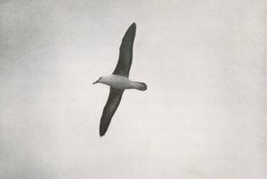 Albatross Soaring, c19101913, 1913 av Herbert Ponting
