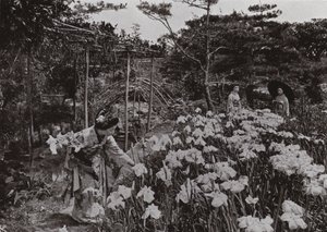 På Iris Garden på Hori-kiri (s/v foto) av Herbert Ponting