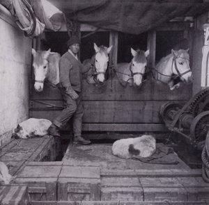 Kapten Oates med ponnyer och hundar till havs (s/v foto) av Herbert Ponting