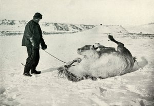 Cherry-Garrard ger sin ponny Michael A Roll in the Snow, c1911, 1913 av Herbert Ponting