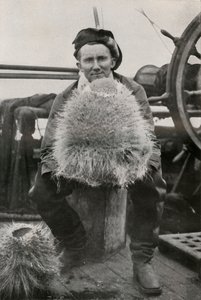 D. G. Lillie, med några av kiselsvamparna, c1911, 1913 av Herbert Ponting