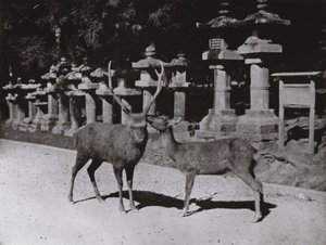 Deer, a Study at Nara (s/v foto) av Herbert Ponting