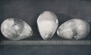 Emperor Penguins Eggs från Cape Crozier, 1911, 1913 av Herbert Ponting