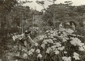 I en iristrädgård, 1910. av Herbert Ponting