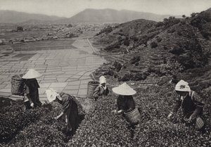 Japan på 1920-talet: Teskörd (s/v foto) av Herbert Ponting