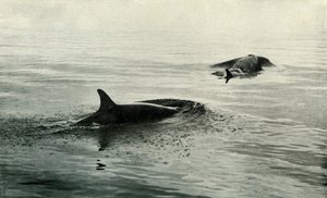 Späckhuggare reser sig för att blåsa, c19101913, 1913 av Herbert Ponting