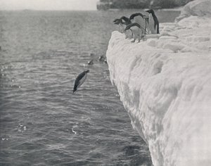 Penguins Diving, c1911, 1913 av Herbert Ponting