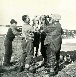 Ponny tar whisky, 8 februari 1911, 1913 av Herbert Ponting