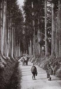 Cryptomerias Avenue på Nikko (s/v foto) av Herbert Ponting