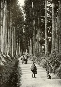 Cryptomerias i Nikko, 1910. av Herbert Ponting