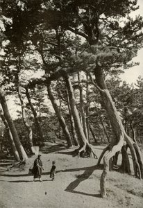 Tallarna i Shizu-Ura, 1910. av Herbert Ponting