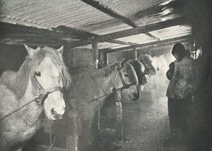 Stallet om vintern, c19101911, 1913 av Herbert Ponting