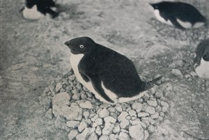 Denna pingvin har en flittig kompis, c1911, 1913 av Herbert Ponting